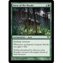 Favor of the Woods