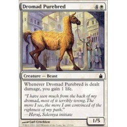 Dromad Purebred